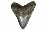Fossil Megalodon Tooth - South Carolina #180941-1